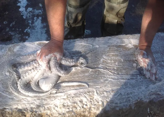 Loy Loy House Koilás